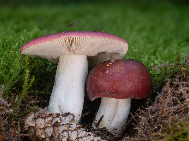 Russula vinosa Russula vinosa